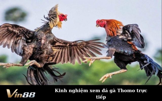 Kinh nghiệm xem đá gà Thomo trực tiếp